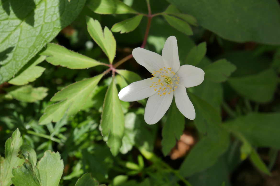 l'etoile blanche