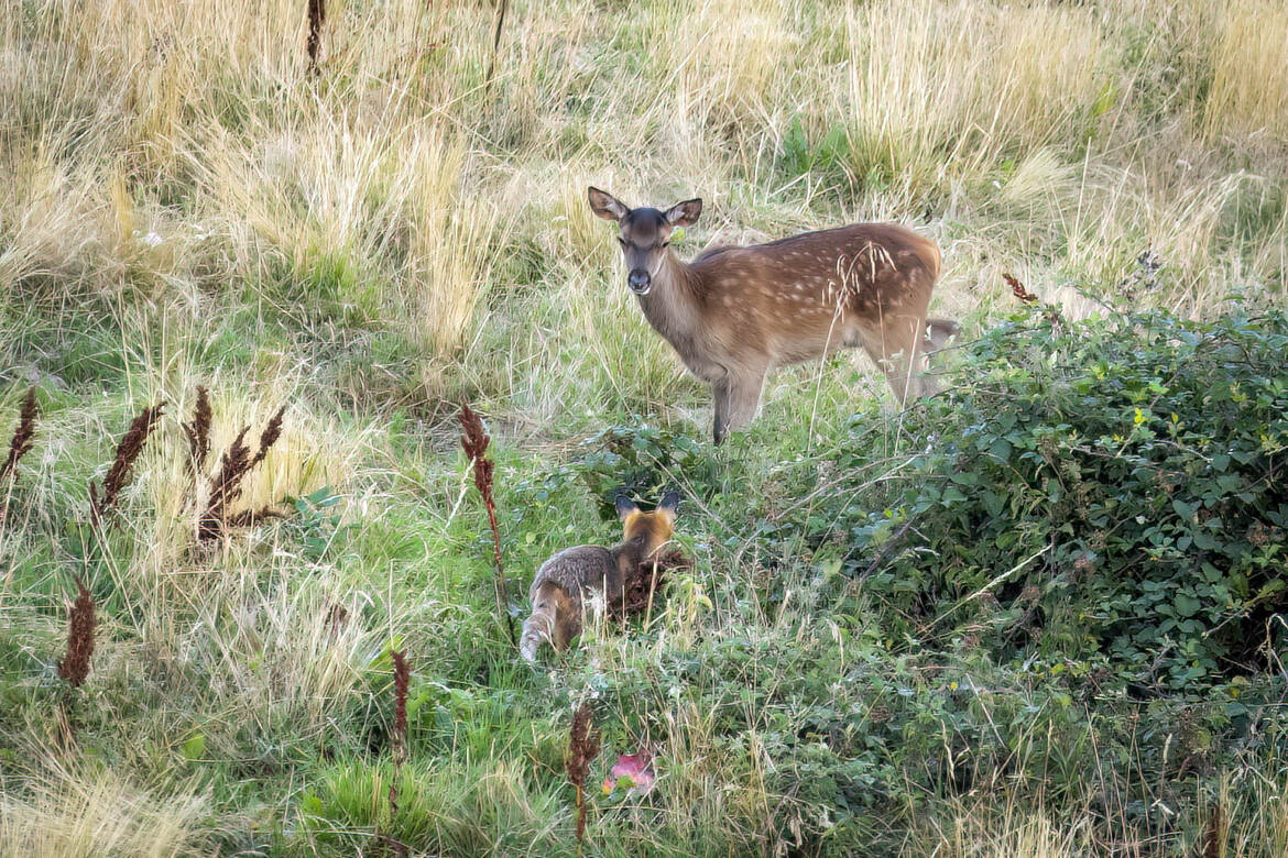 Le Faon et le Renard (Aubrac) .