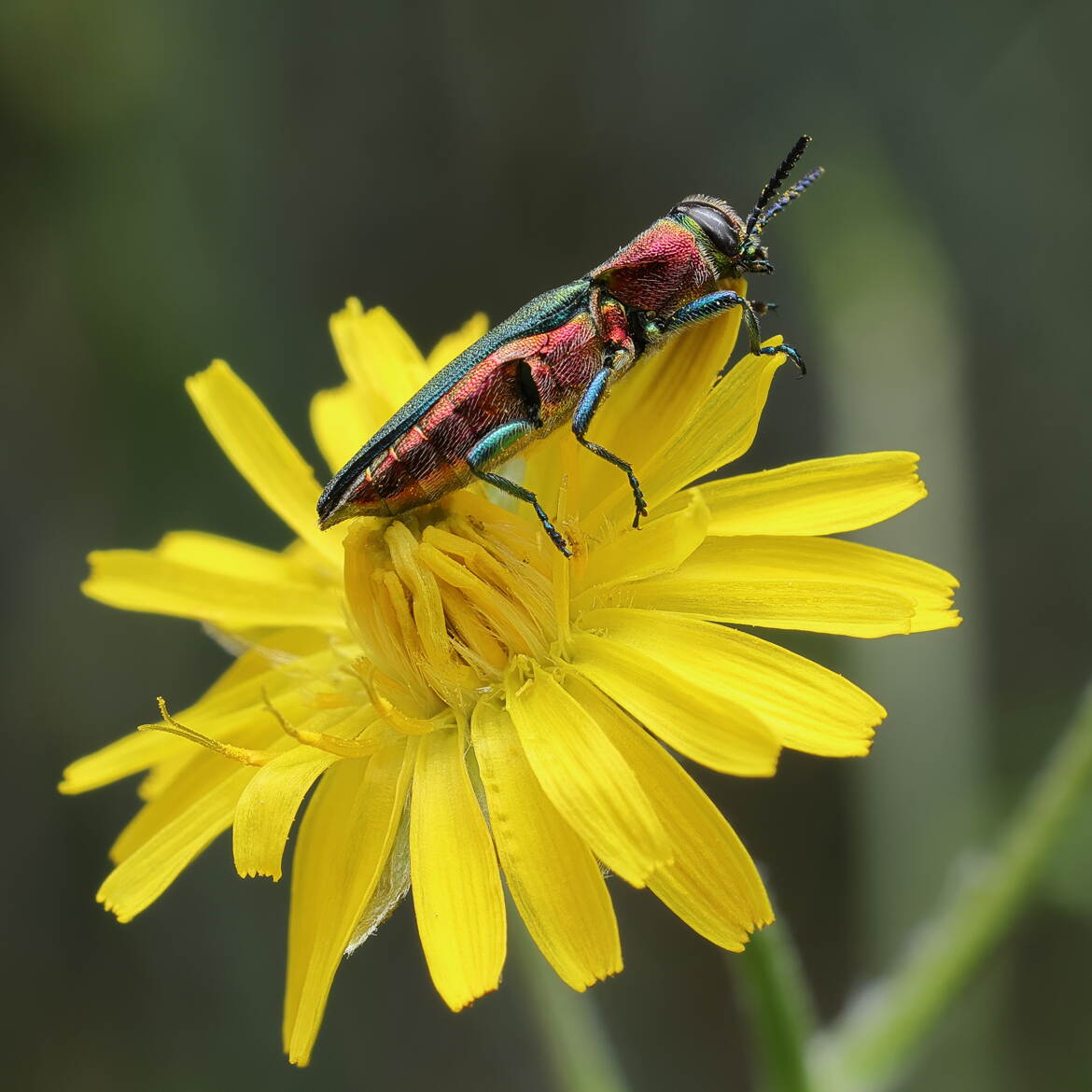 Anthaxie hongroise