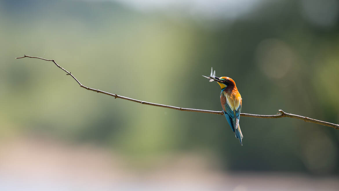 La chasse aux libéllules est ouverte