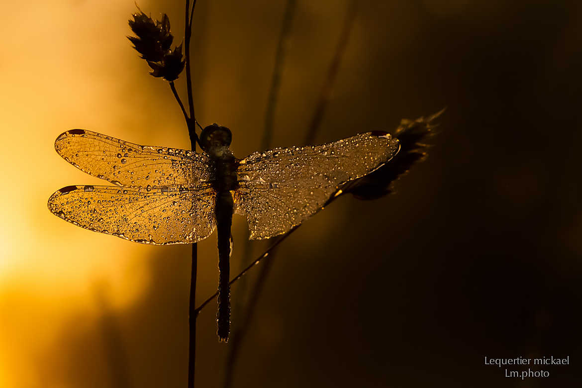 Un jour ce lève sur mère nature