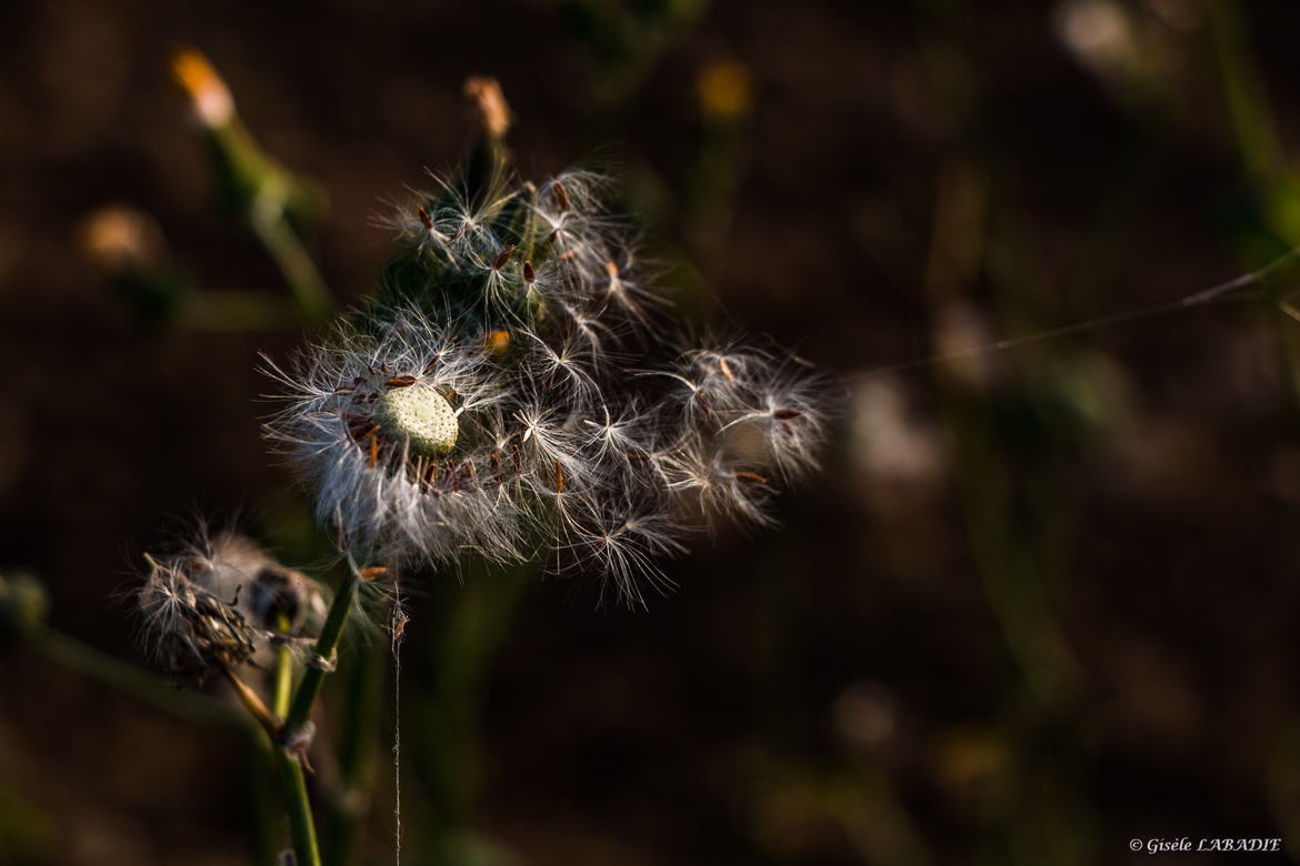 fin de vie de pissenlit en automne