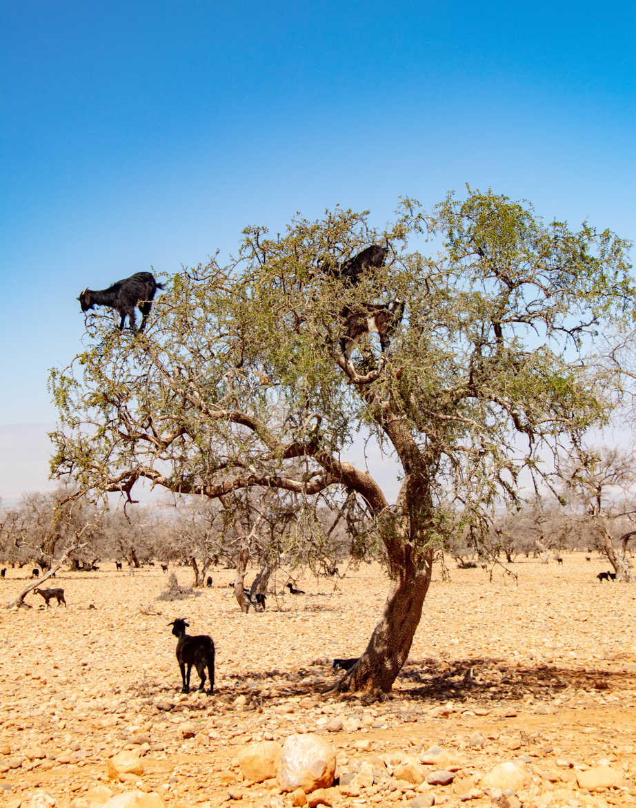 chèvres dans un arganier