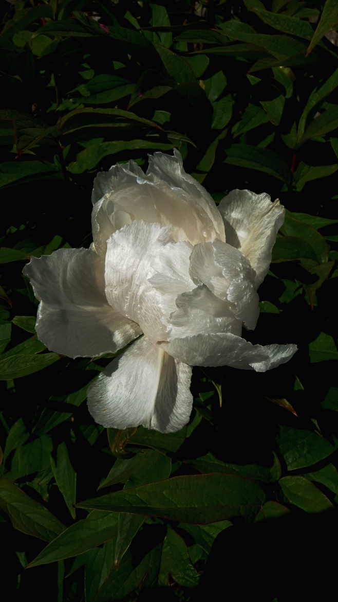 1ère pivoine