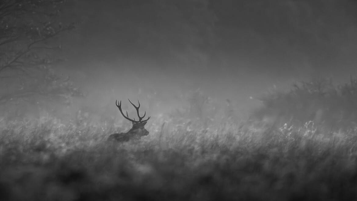 L'ombre du seigneur de la forêt