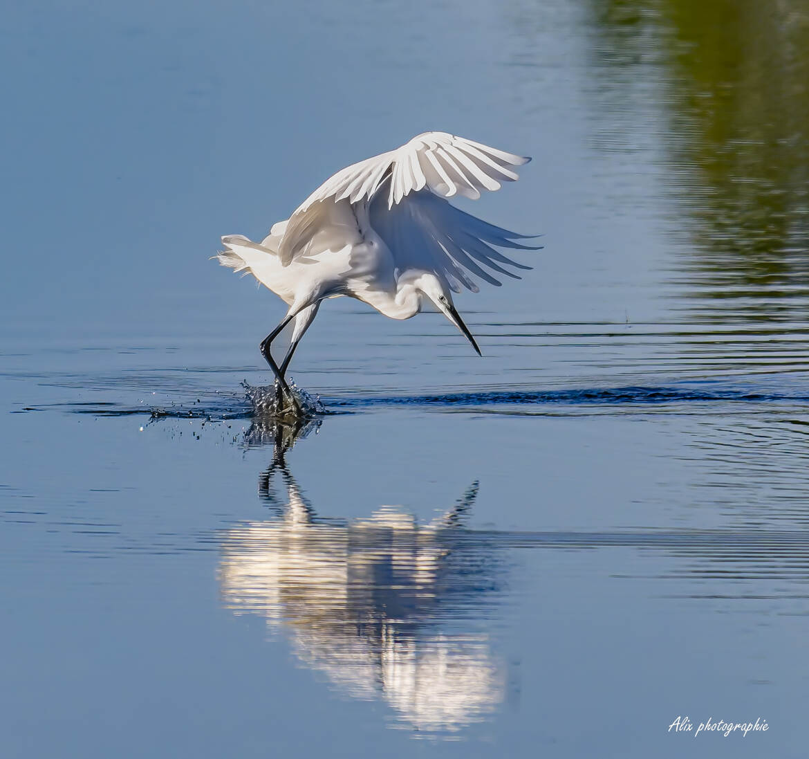 danse contemporaine