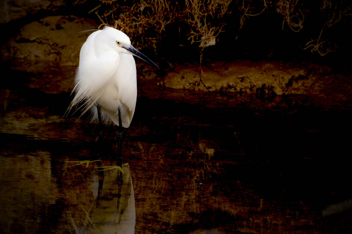 Belle aigrette