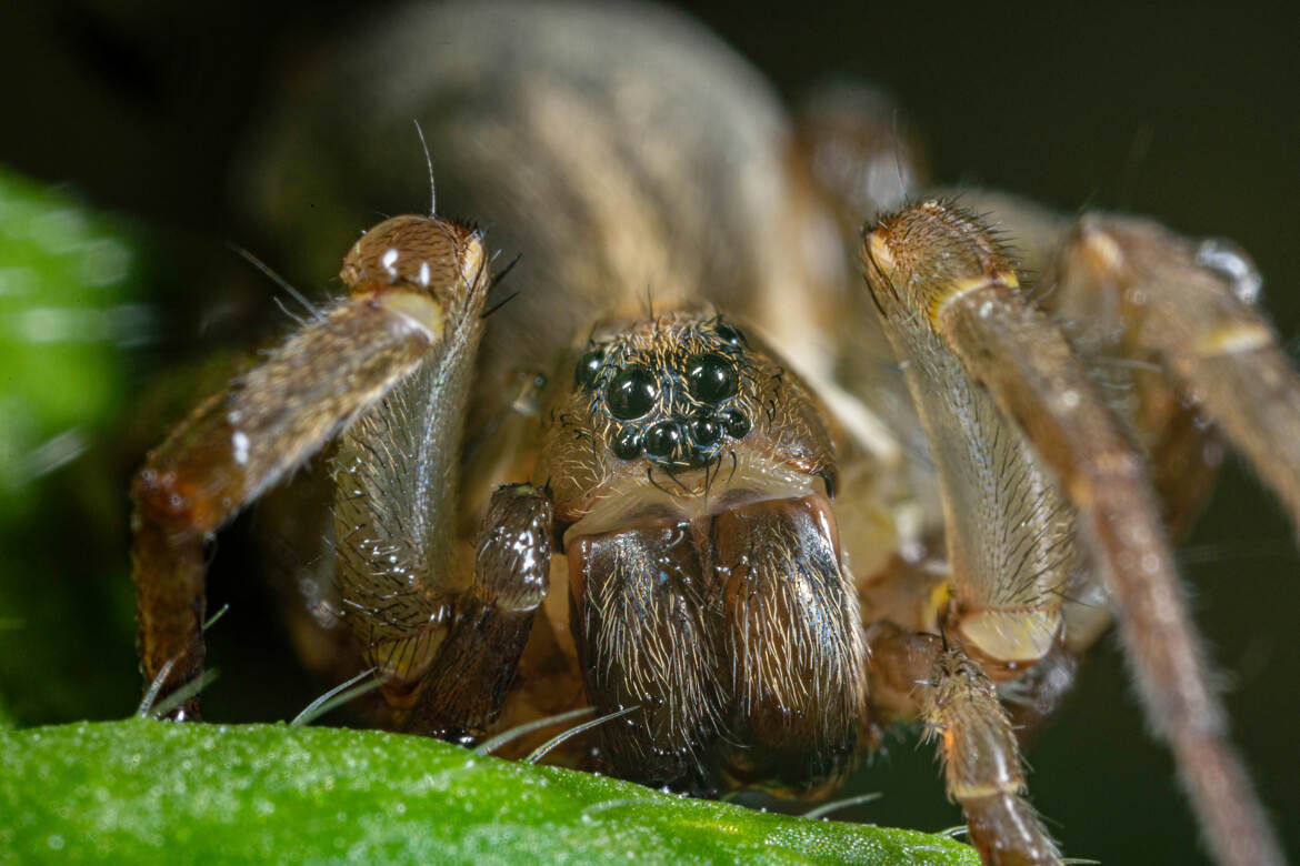 Pour vous faire peur!!