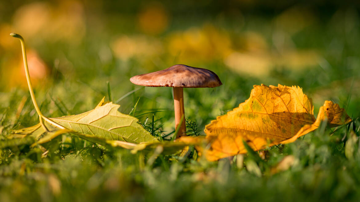 Trio d'automne