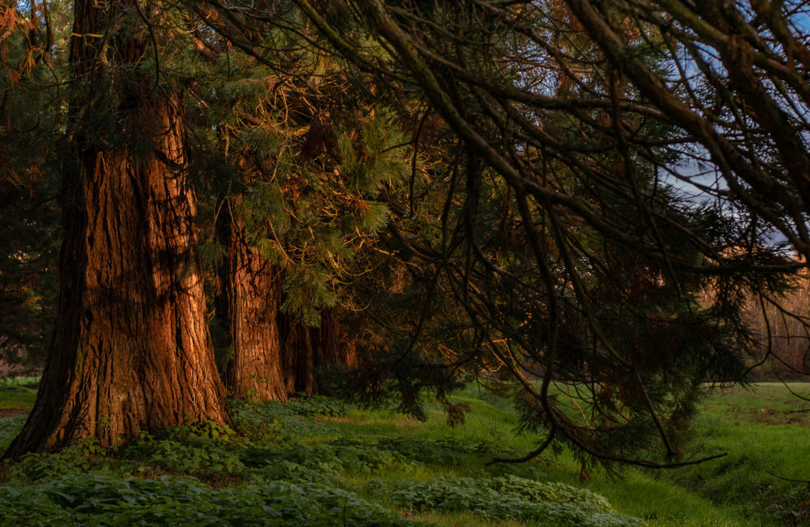 A l'ombre des séquoias (2)