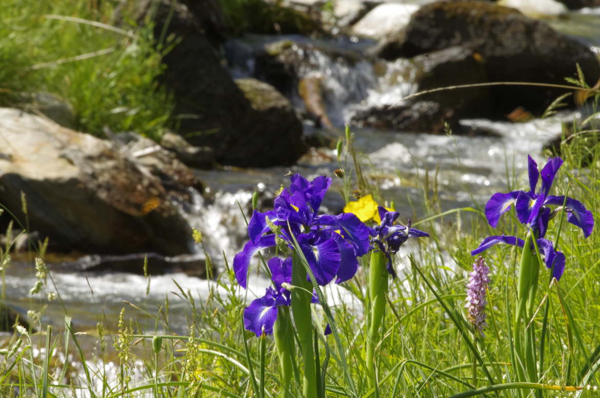 iris des pyrénées