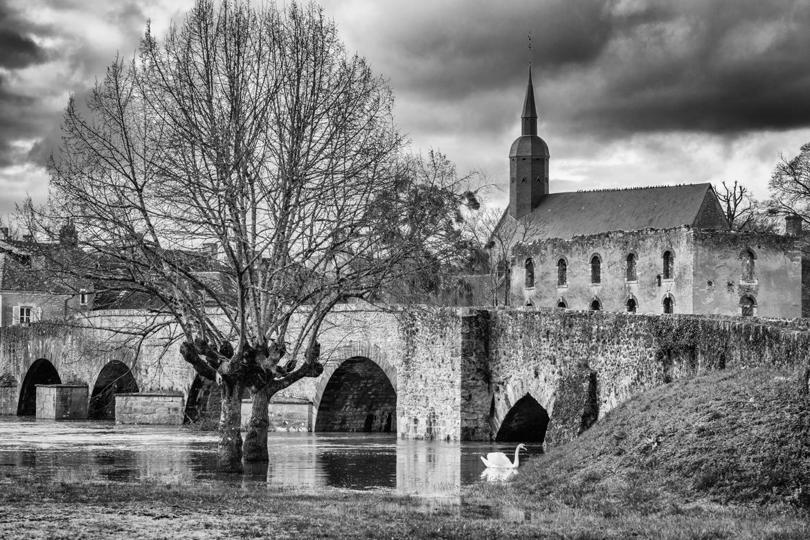 Le cygne et les pigeons