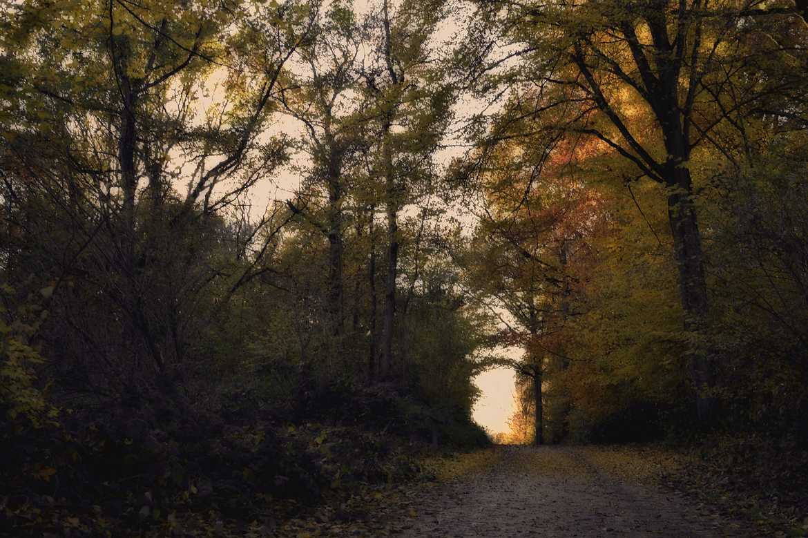 A travers la forêt