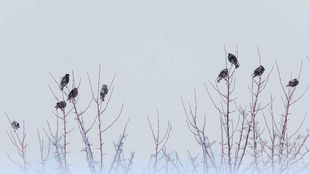Etourneaux de neige