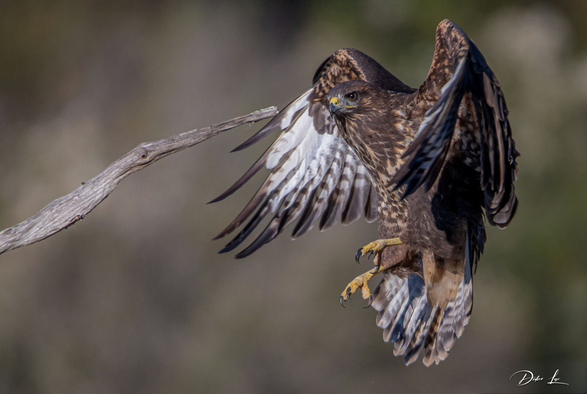 buse variable