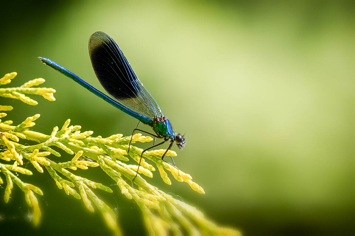 Demoiselle