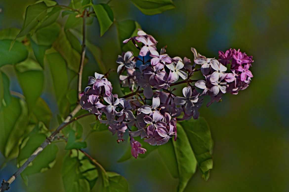 déjà fatigue du lilas