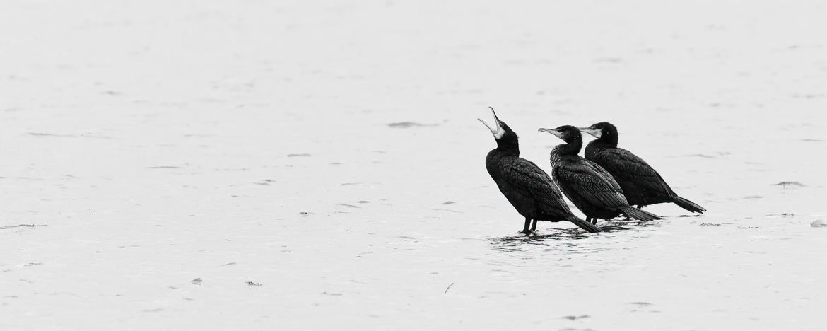 Posés sur l'eau