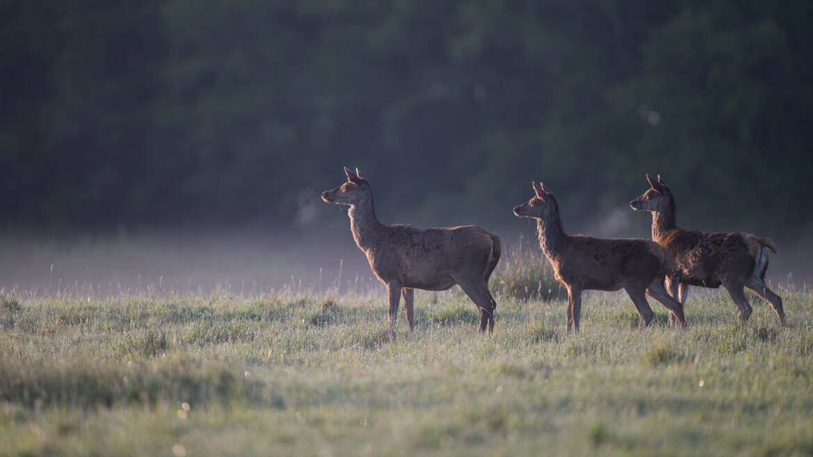 Trio aux aguets