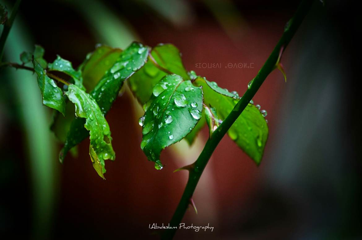 Les feuilles mouillées