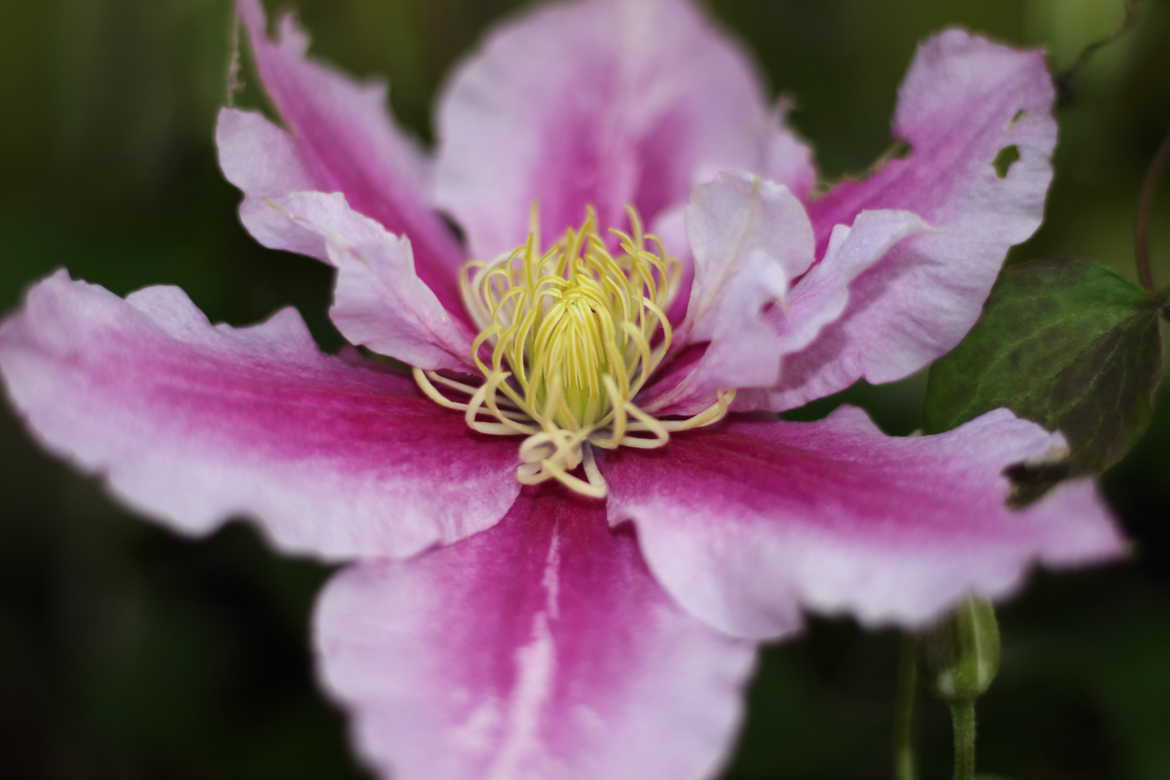 La fleur en son coeur