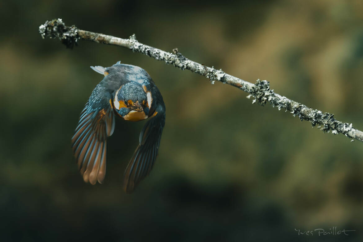 Bon pour un plongeon