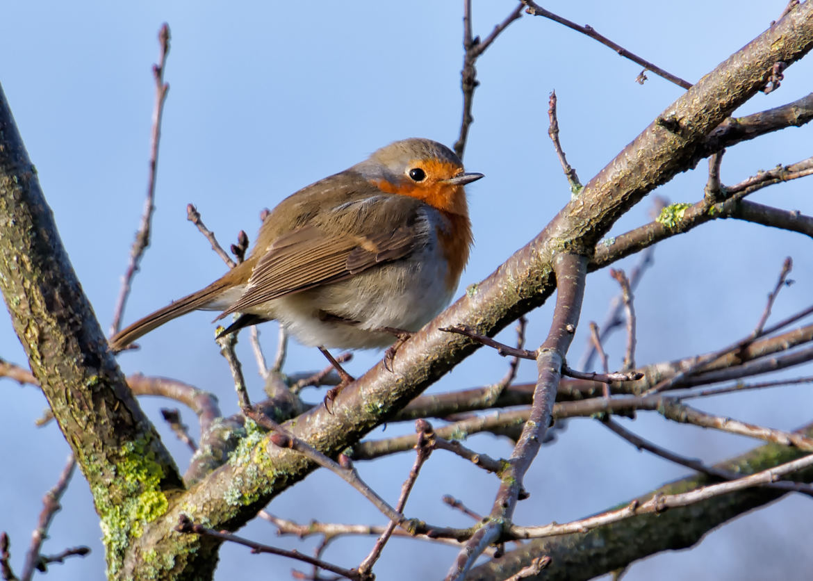 Rouge gorge