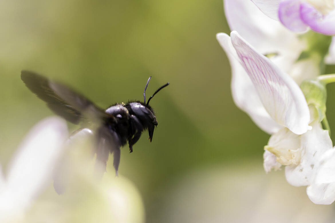 Abeille Charpentère