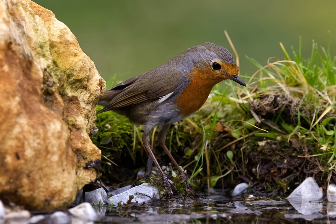 Attention à ma ligne