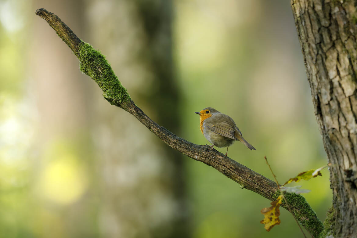 Dans le bois enchanté