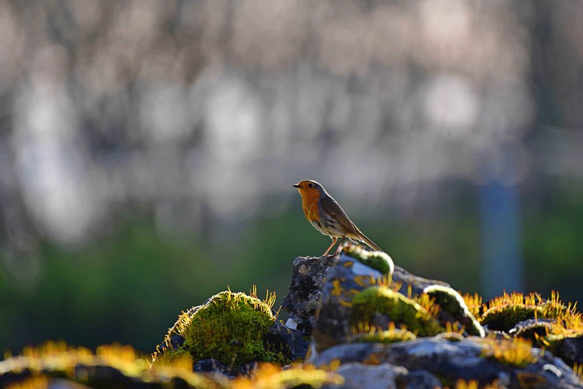 Entre ombre et lumière !