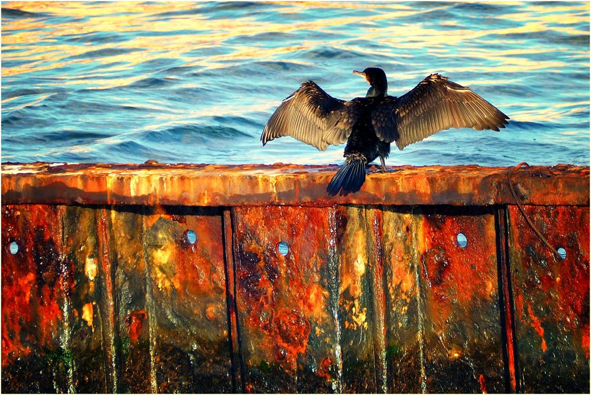 Cormoran sur son perchoir de rouille