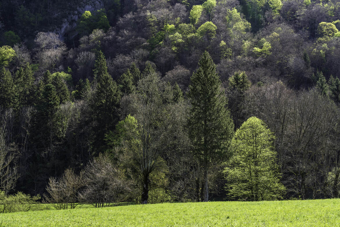 La nature s'éveille II