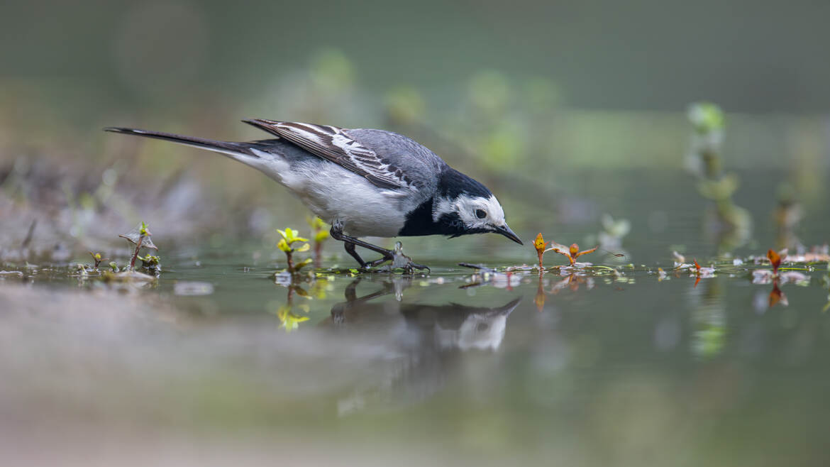Miroir mon beau miroir....