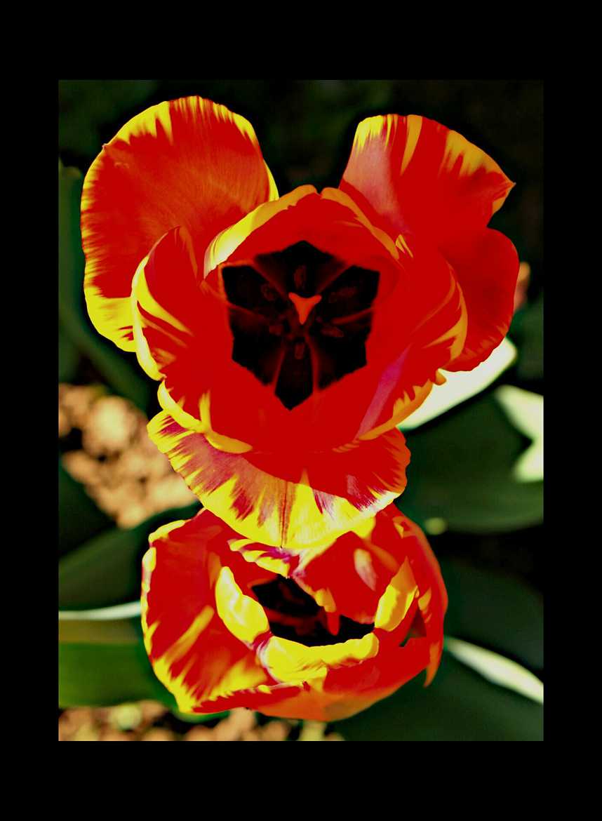 bonhome tulipe