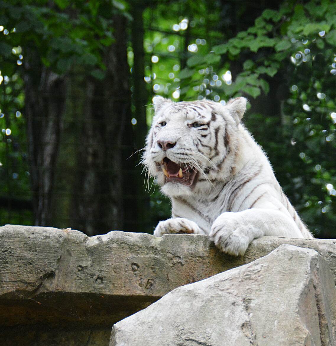 Sire Tigre blanc