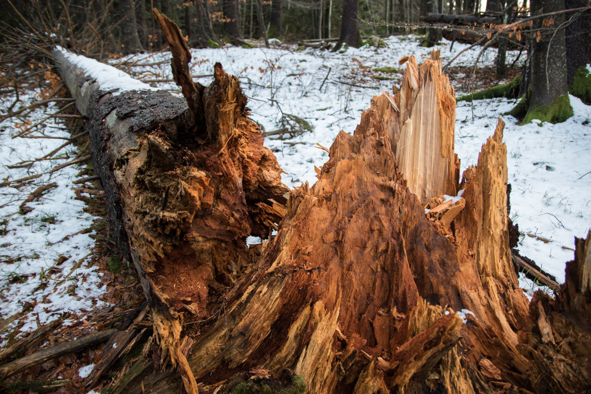 l'arbre mort