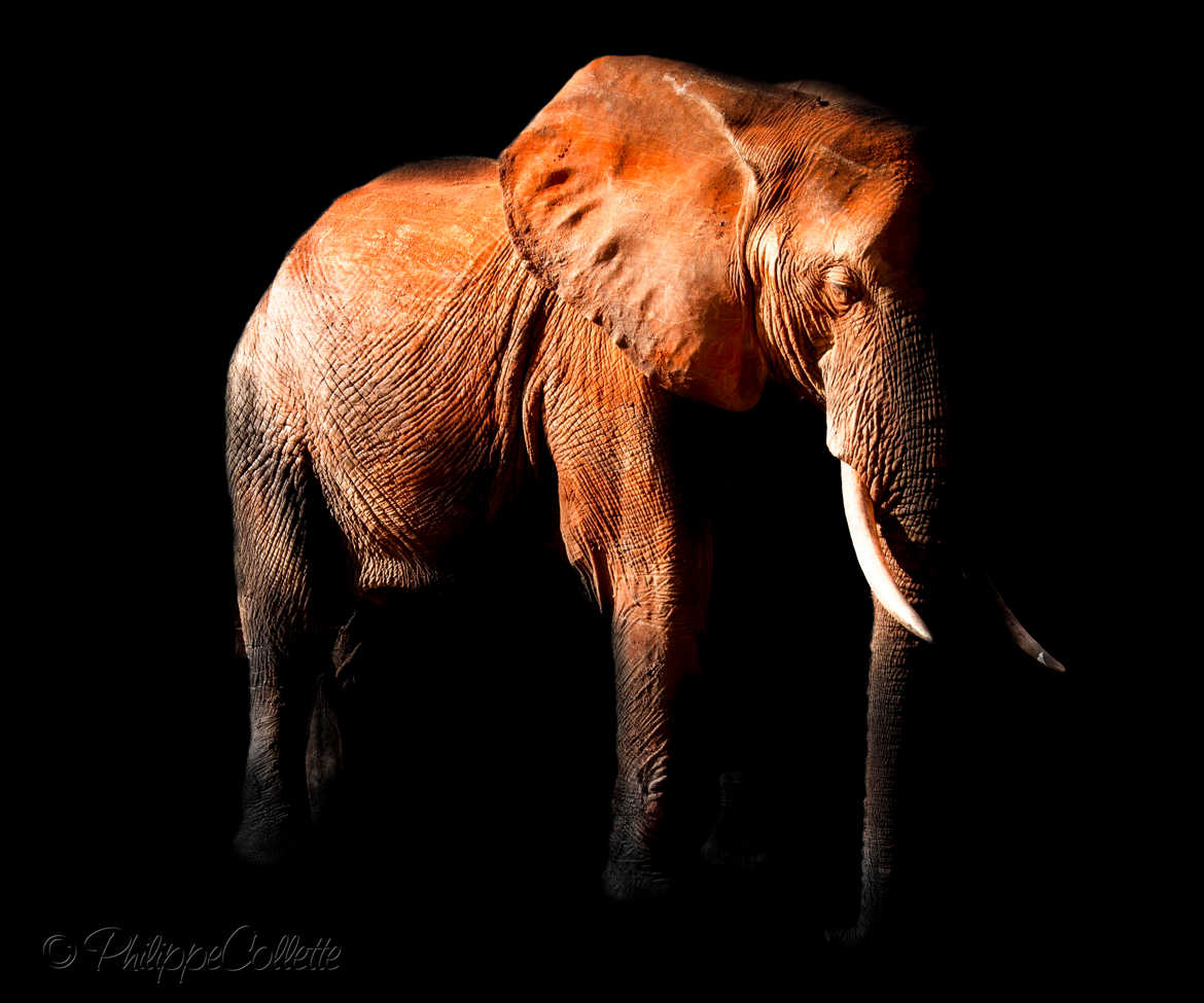 Sommeil de pachiderme