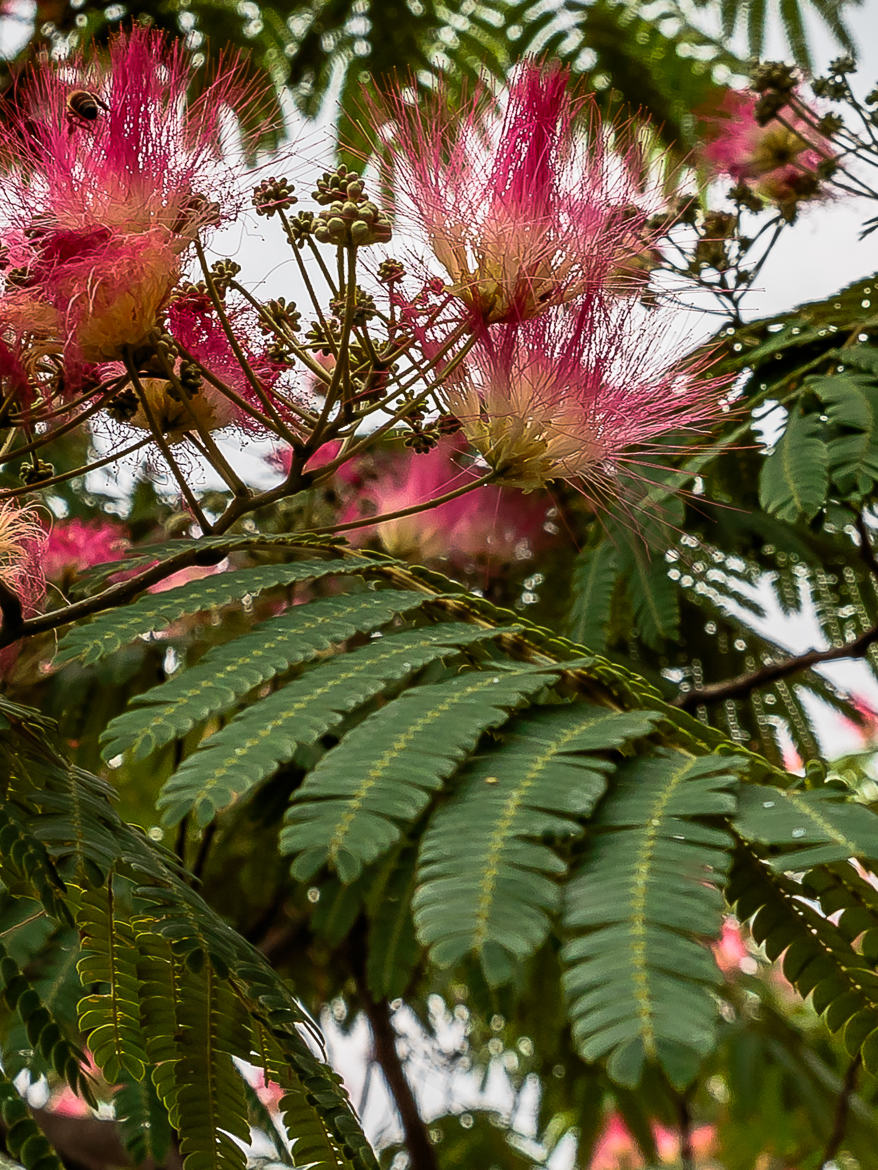 L'été en fleurs