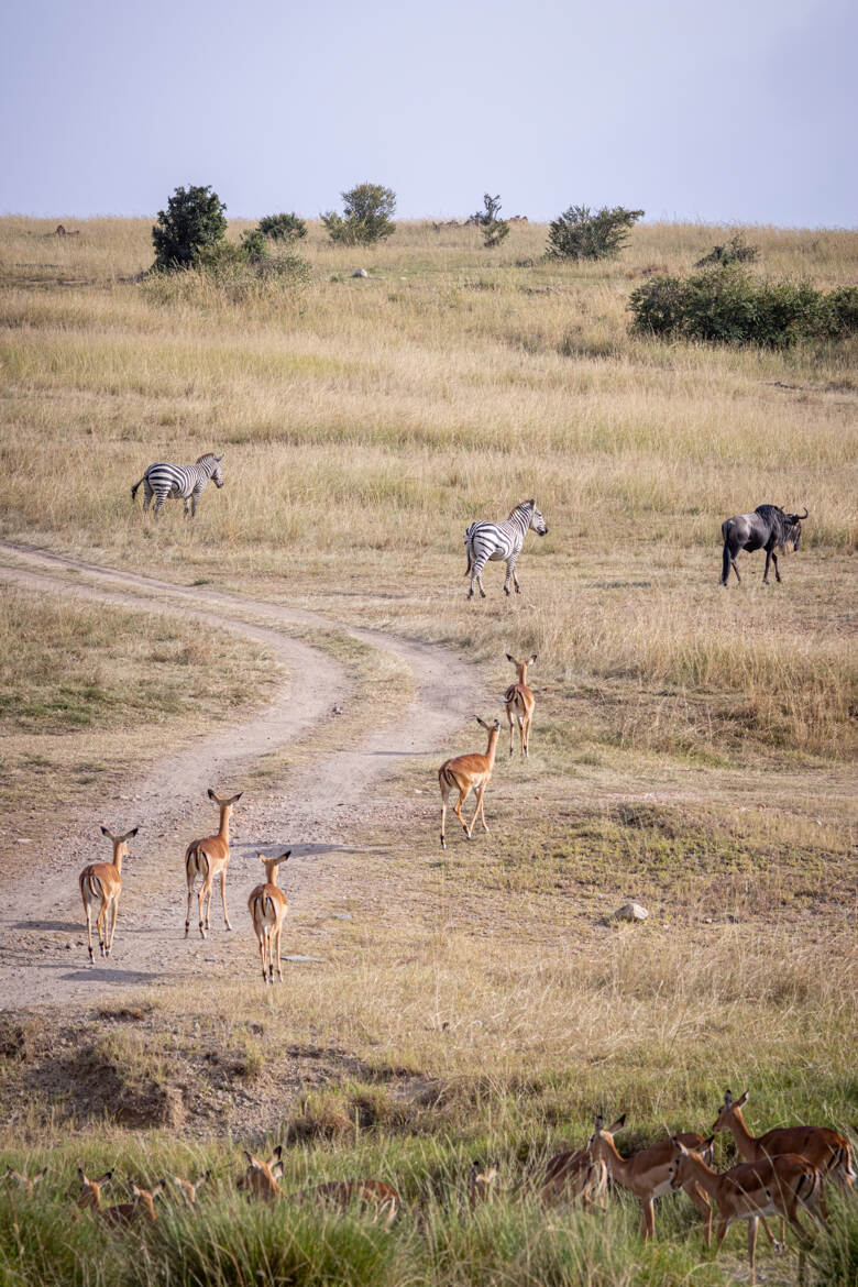 procession multi especes