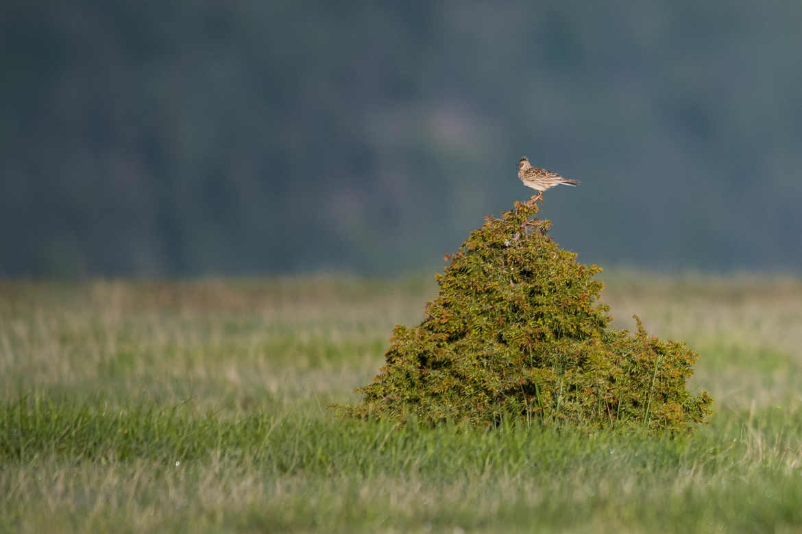 La sentinelle des Alpages