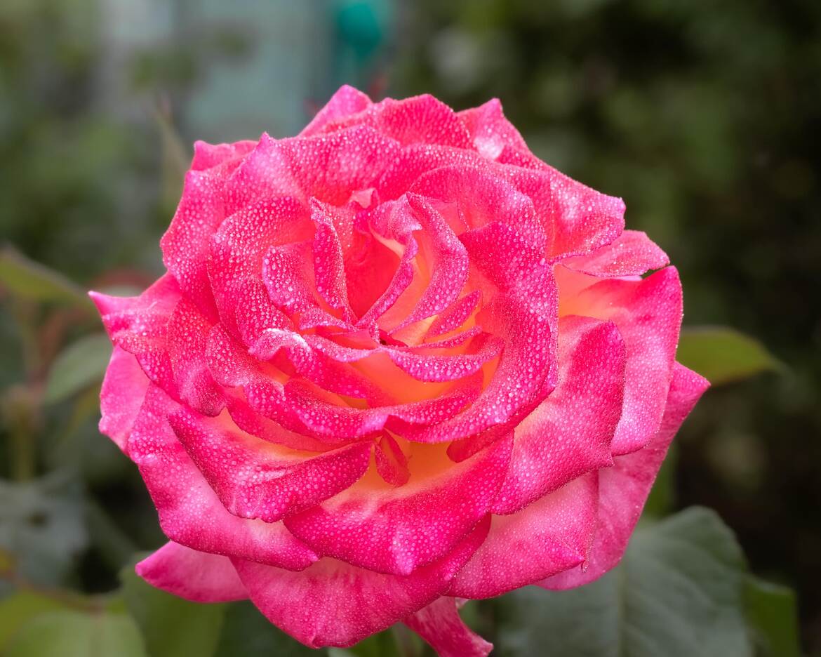 Rose du jour