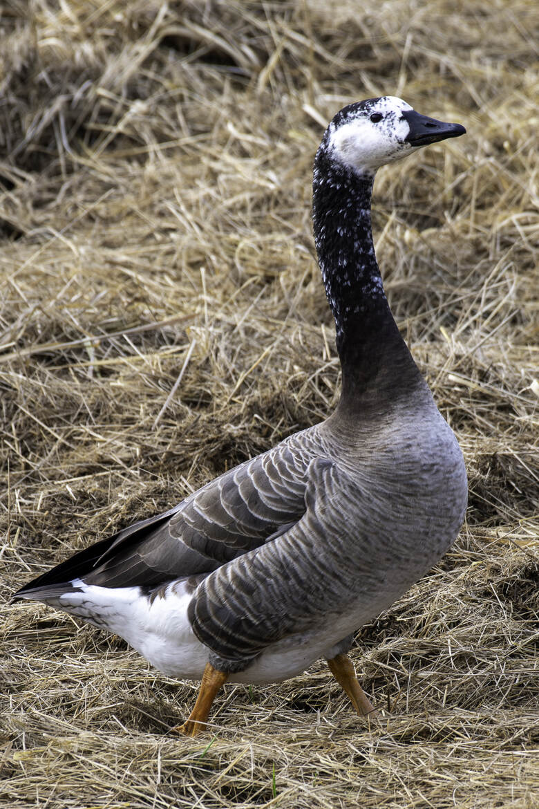 Probablement un croisement entre une bernache du Canada et un oie cendrée !