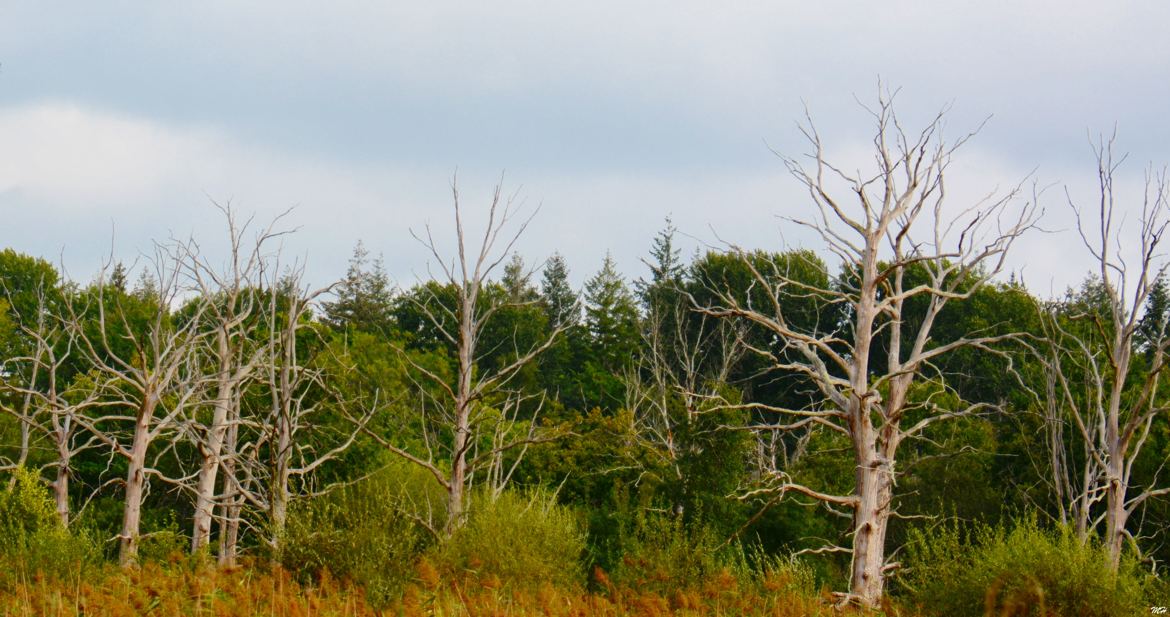 Arbres morts