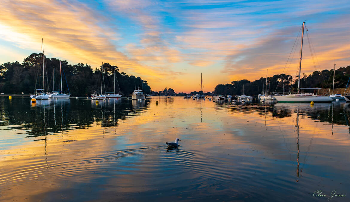 La mouette et les bateaux