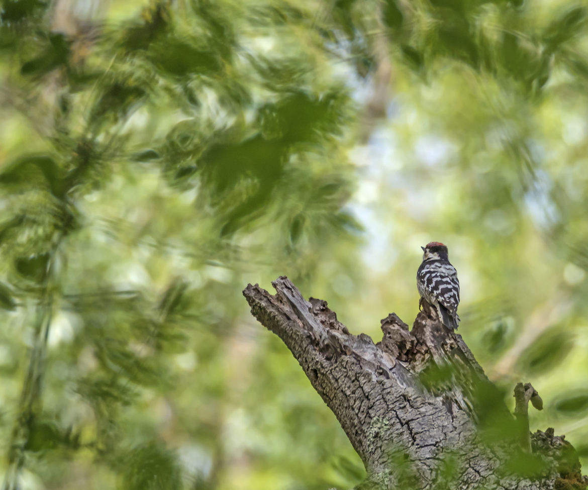 Le monde des oiseaux !