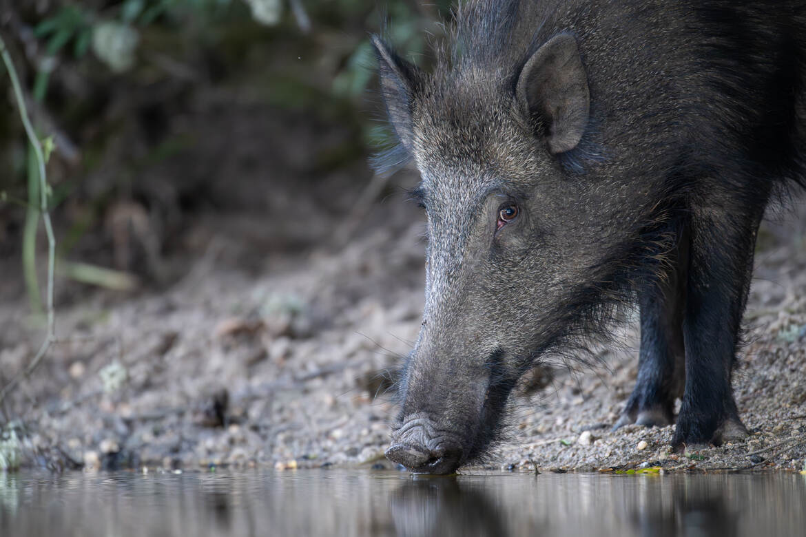 quand c'est trop prêt, c'est portrait.!