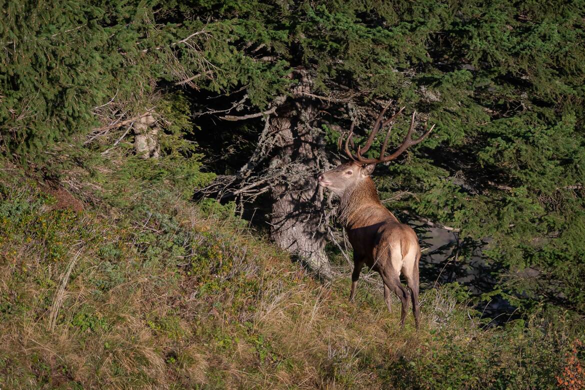 Cerf de montagne