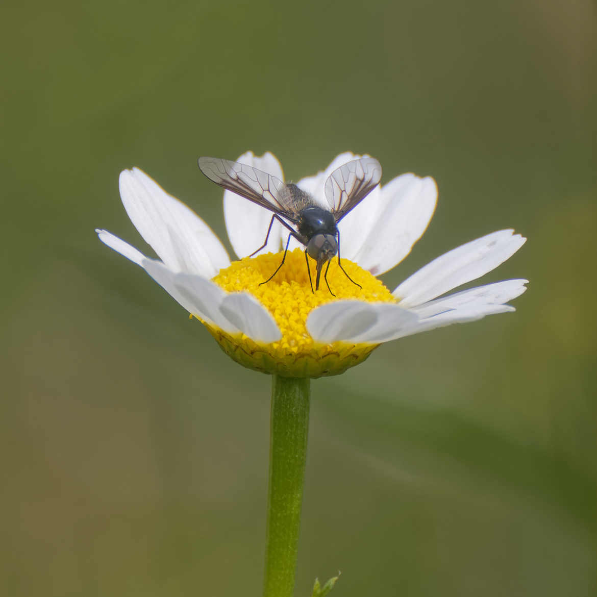 Marguerite.