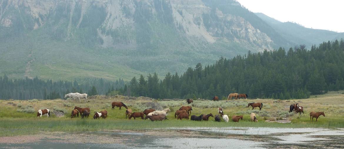 chevaux sauvages